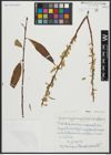 Foto von Salix alba L. x Salix fragilis L.